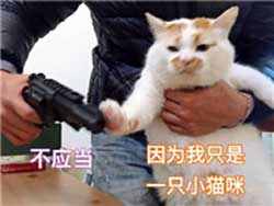 楼楼猫表情包