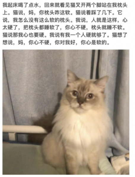 小猫文学文案 小猫文学有哪些文案