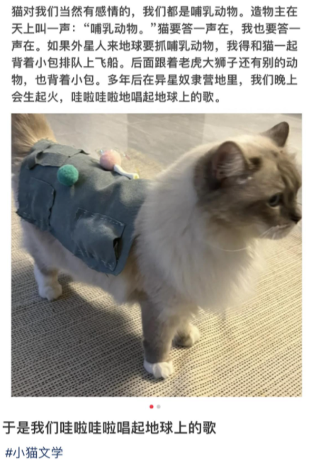 小猫文学文案 小猫文学有哪些文案