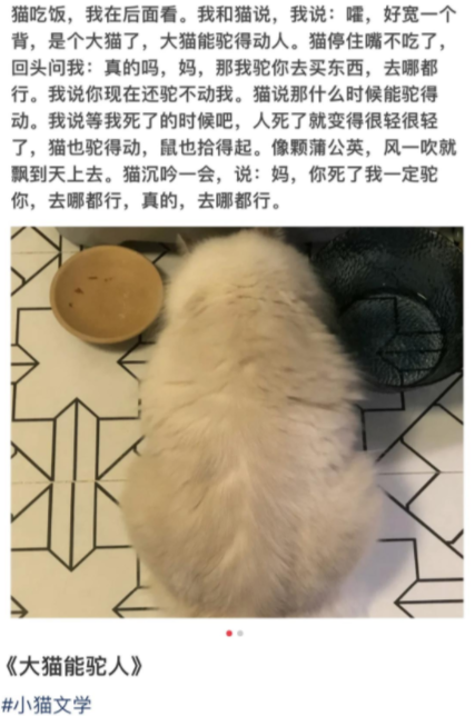 小猫文学文案 小猫文学有哪些文案